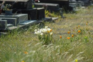 11 – Balade bucolique dans un cimetière
