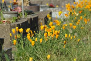 24 – Balade bucolique dans un cimetière
