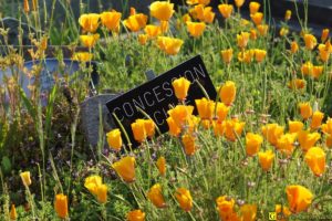 29 – Balade bucolique dans un cimetière