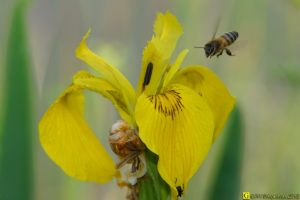Abeille en approche (1)