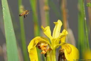 Abeille en approche (2)