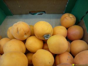 Abricots français moisis à la vente – 3