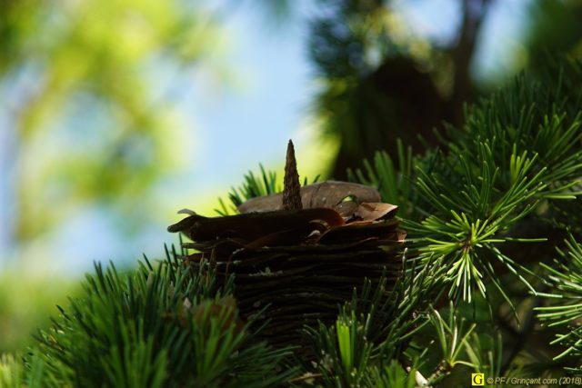 Pomme de pin effeuillée pour bokeh au Beercan