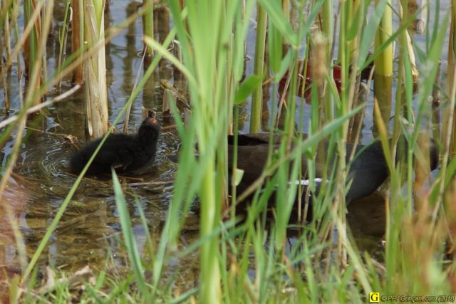 Prise de tête chez les poules d'eau 1/6