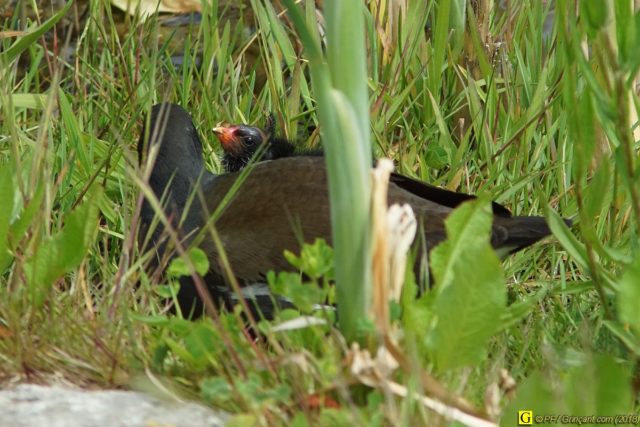 Prise de tête chez les poules d'eau 2/6