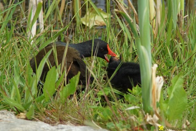 Prise de tête chez les poules d'eau 3/6