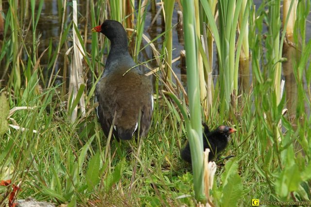 Prise de tête chez les poules d'eau 4/6