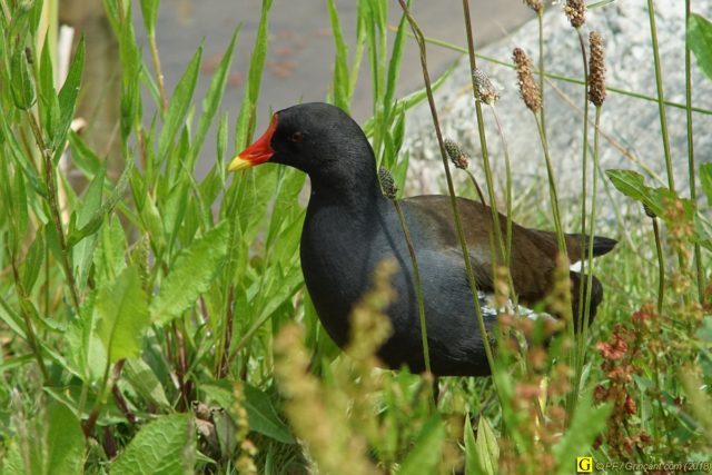 Prise de tête chez les poules d'eau 5/6