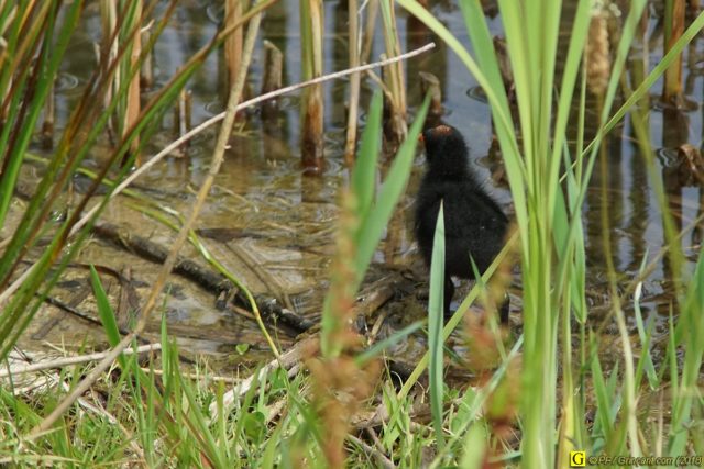 Prise de tête chez les poules d'eau 6/6
