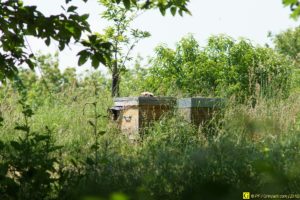 Ruches orphelines – 02