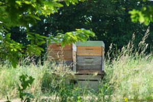 Ruches orphelines – 03