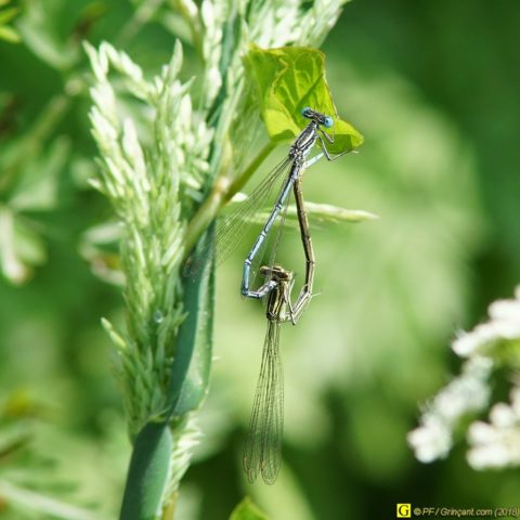 Zygopteres accouplés