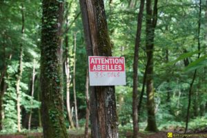 1 – Printemps 2018 – Disparition des ruches dans une forêt bretonne