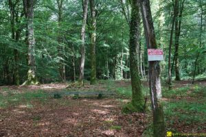 2 – Printemps 2018 – Disparition des ruches dans une forêt bretonne