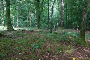 3 – Printemps 2018 – Disparition des ruches dans une forêt bretonne