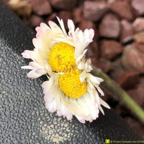 Pâquerette à deux têtes des Coteaux du Layon