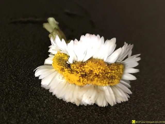 Un balai ? Non, une pâquerette de vignobles français !