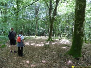 1 – Printemps 2015 – Ruches dans une forêt bretonne