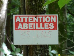 2 – Printemps 2015 – Ruches dans une forêt bretonne