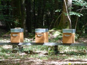 3 – Printemps 2015 – Ruches dans une forêt bretonne
