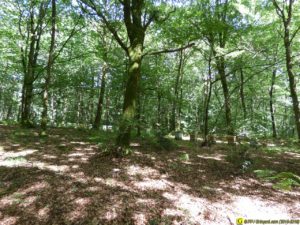4 – Printemps 2015 – Ruches dans une forêt bretonne