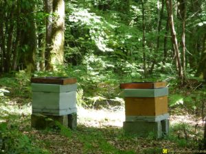 5 – Printemps 2015 – Ruches dans une forêt bretonne