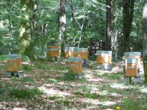 6 – Printemps 2015 – Ruches dans une forêt bretonne