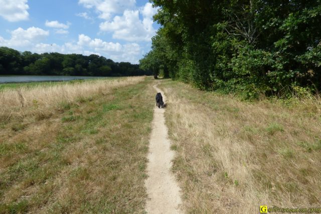 Un Border-Collie en randonnée – 1