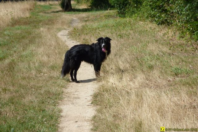 Un Border-Collie en randonnée – 2