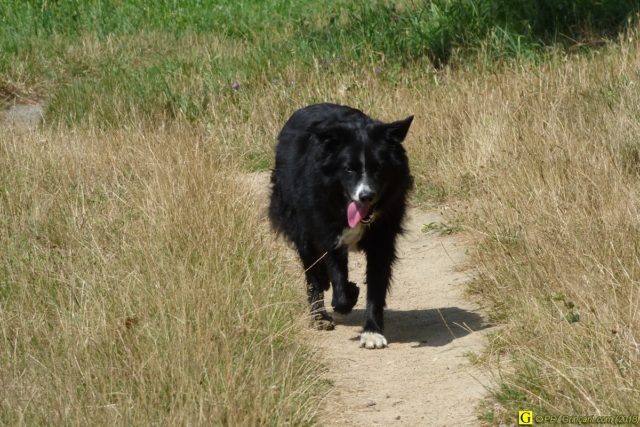 Un Border-Collie en randonnée – 3