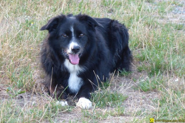 Un Border-Collie en randonnée – 4