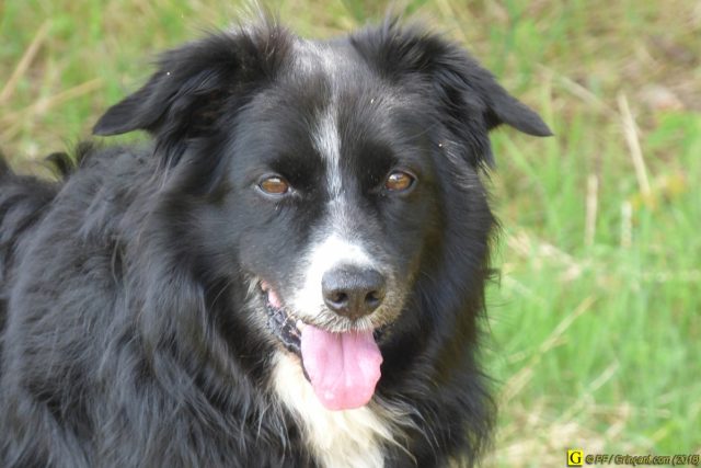 Un Border-Collie en randonnée – 5