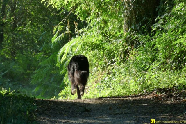 Un Border-Collie en randonnée – 6