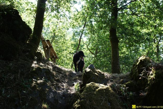 Un Border-Collie en randonnée – 7