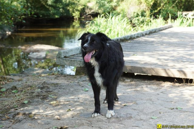 Un Border-Collie en randonnée – 8