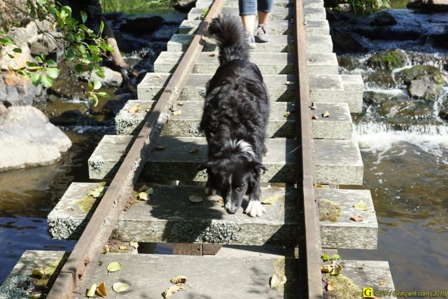 Un Border-Collie en randonnée – 9