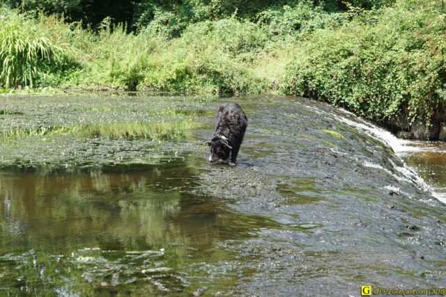 Un Border-Collie en randonnée – 10