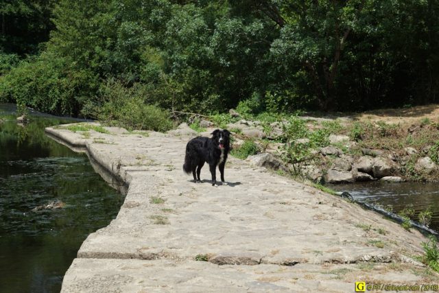 Un Border-Collie en randonnée – 11