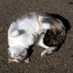 Border-Collie, Patou et Dahu-Lama Chat joueur