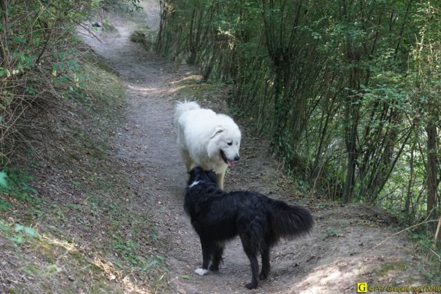 Croisement Border-Collie / Patou – 1