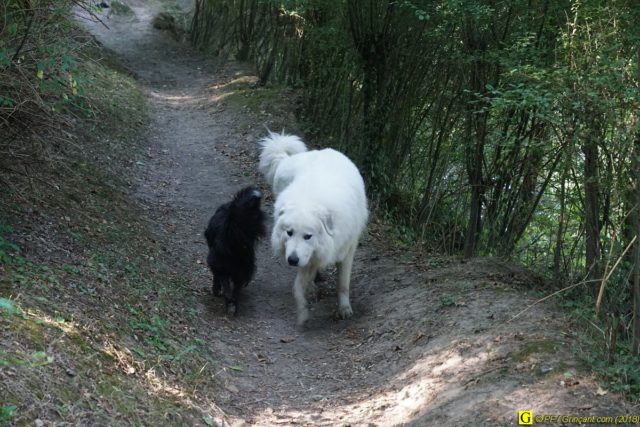 Croisement Border-Collie / Patou
