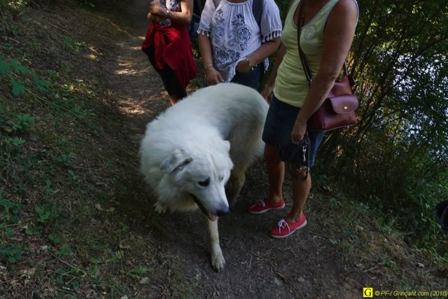 Patou, dévoreur de randonneurs, mais gentil comme un agneau