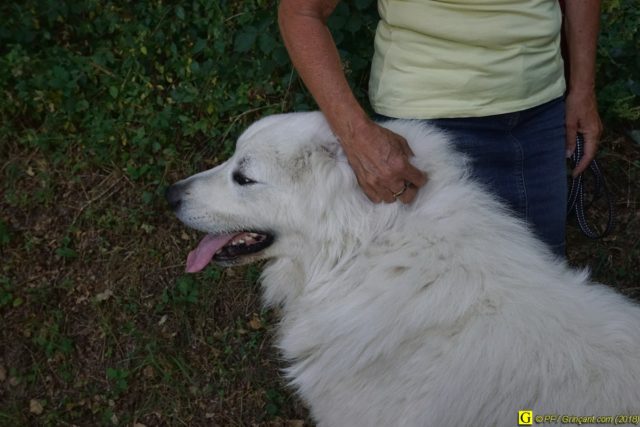 Un kilo de croquettes par jour