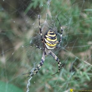 1 – Épeire fasciée – Argiope Frelon