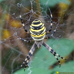 2 – Épeire fasciée – Argiope Frelon