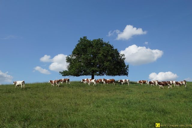 Sur un coteau en bord de lac, des vaches