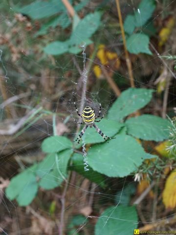 Araignée Frelon sur sa toile