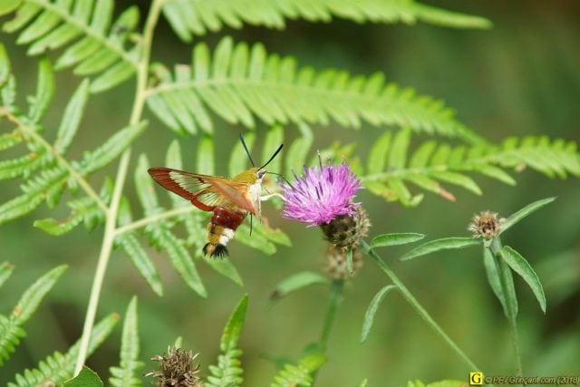 Papillon Colibri (Sphinx gazé)