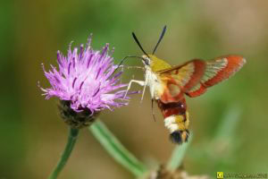 Papillon Colibri (Sphinx gazé) — Profil