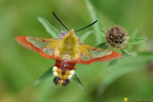 Papillon Colibri (Sphinx gazé) — Dos